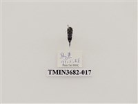 藏品(鞘翅目(2))的圖片